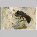 Trypoxylon figulus - Grabwespe 01a 14mm beim Nesteintrag - OS-Wallenhorst-Tongrube-Lehmwand - det.jpg